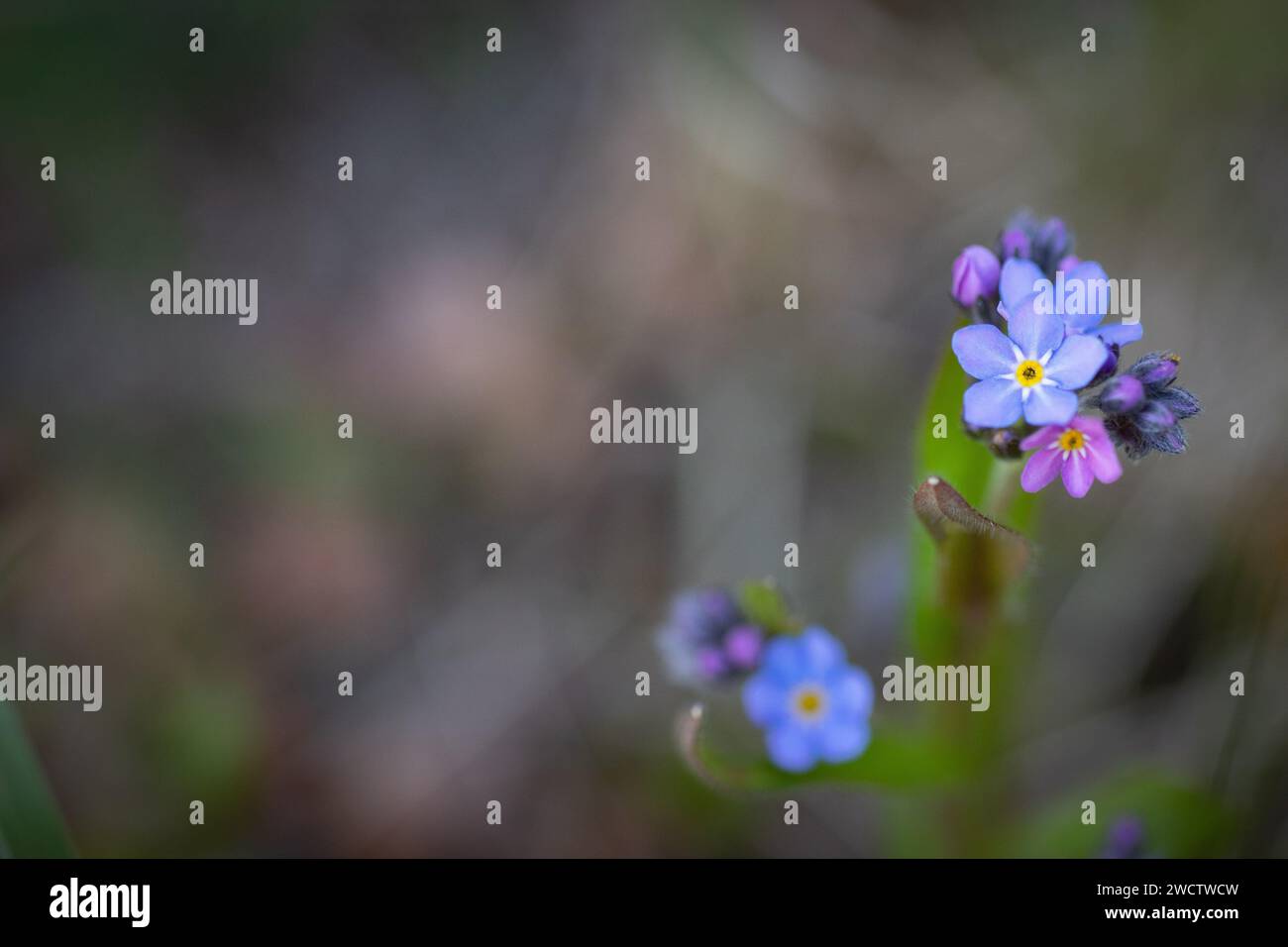 Foto ravvicinata di fiori selvatici finlandesi in una foresta. Bellezza ruvida. Foto Stock