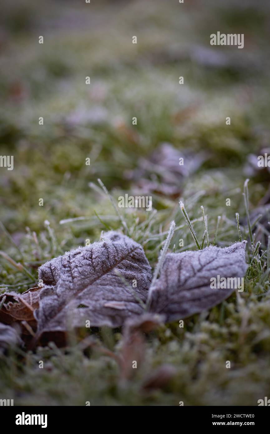 Erba ghiacciata e foglie cadute su terreno ghiacciato. Foto ravvicinata scattata in Finlandia in autunno. Foto Stock