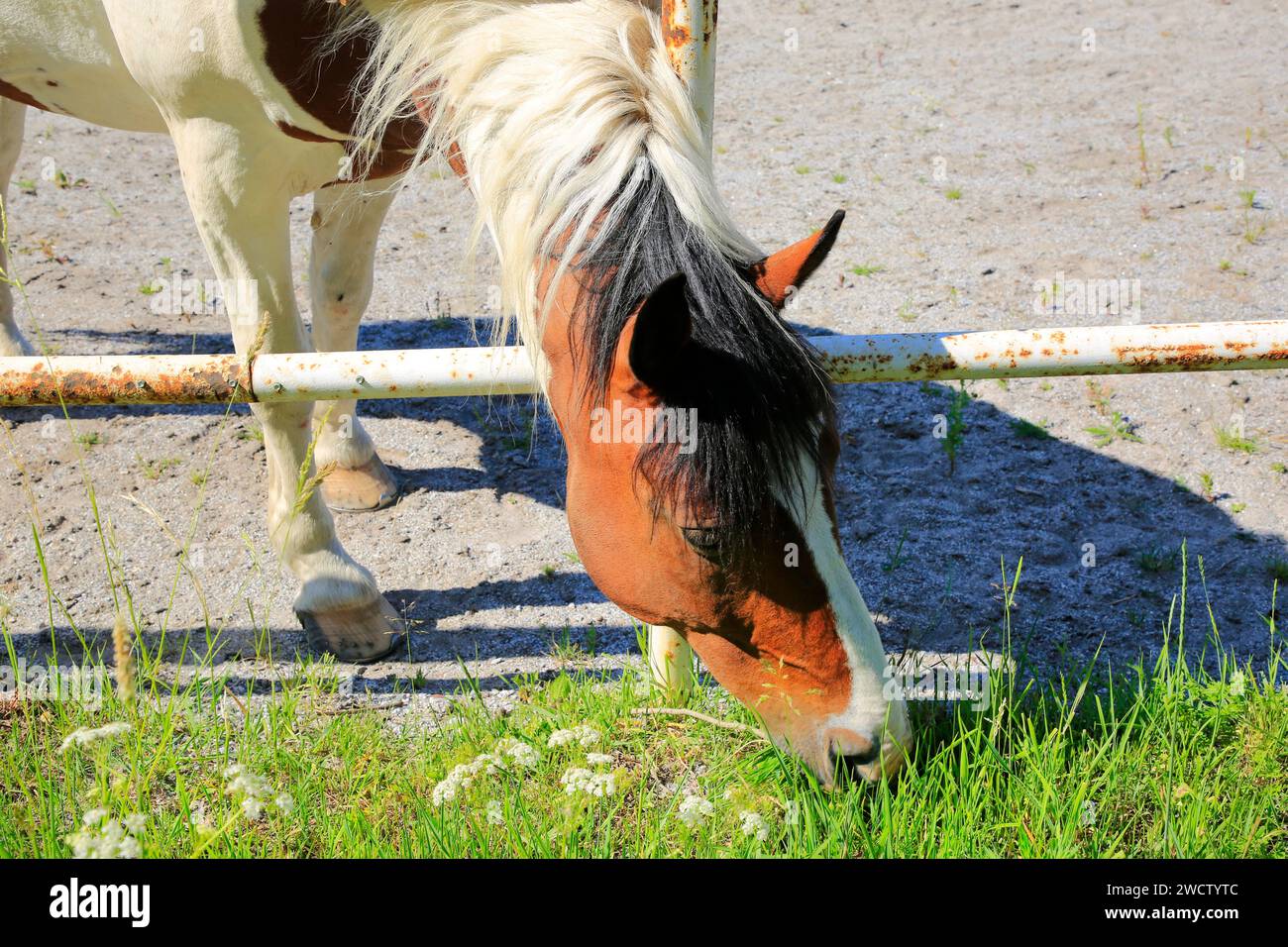 Il cavallo Pinto mangia l'erba dall'altro lato della recinzione, dove trova l'erba più verde. Foto Stock