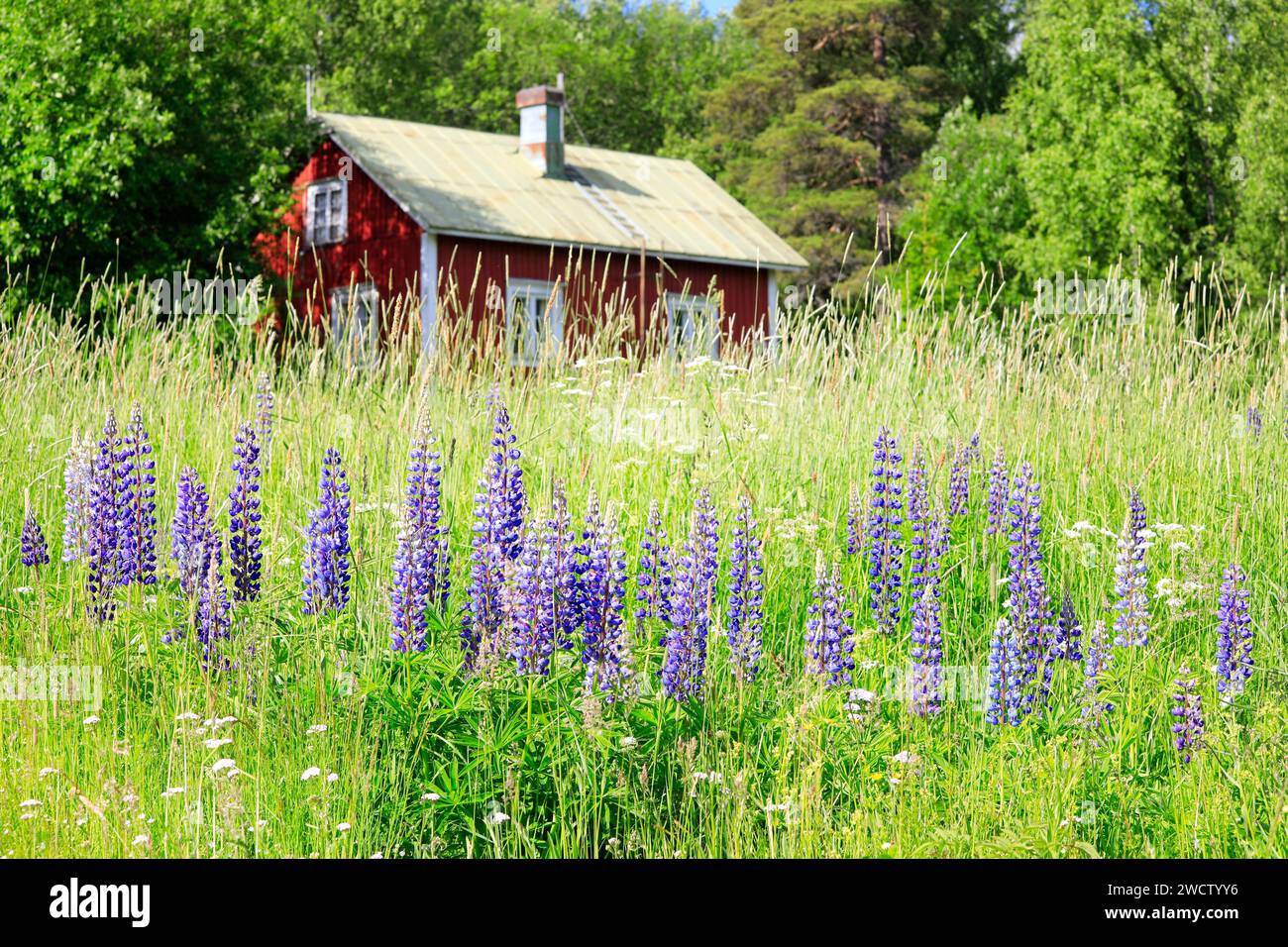 Lupini viola, Lupinus polyphyllus, che crescono in prato erboso con un piccolo cottage estivo rosso sullo sfondo in una giornata di sole. Foto Stock
