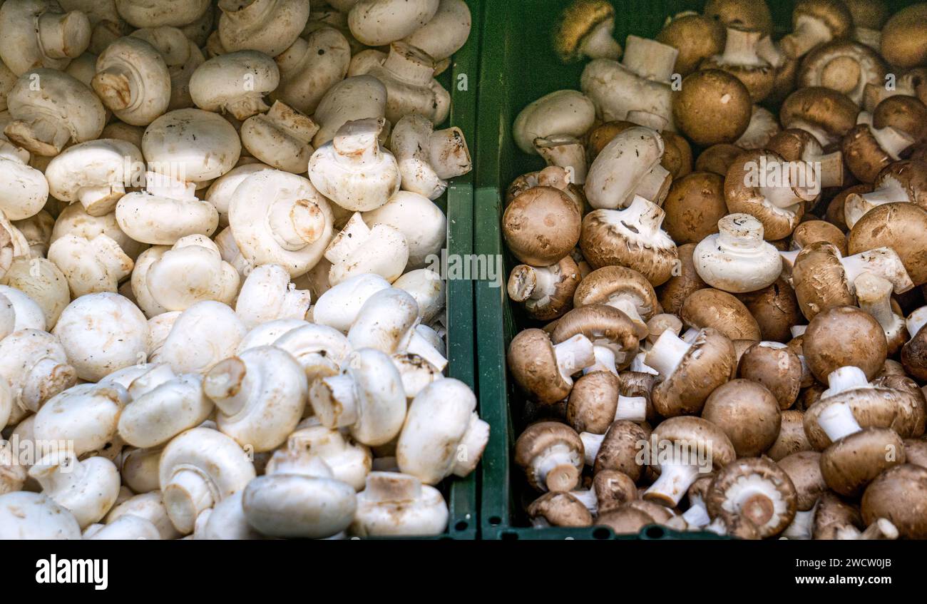 Champignon bianchi e marroni in una scatola al mercato Foto Stock