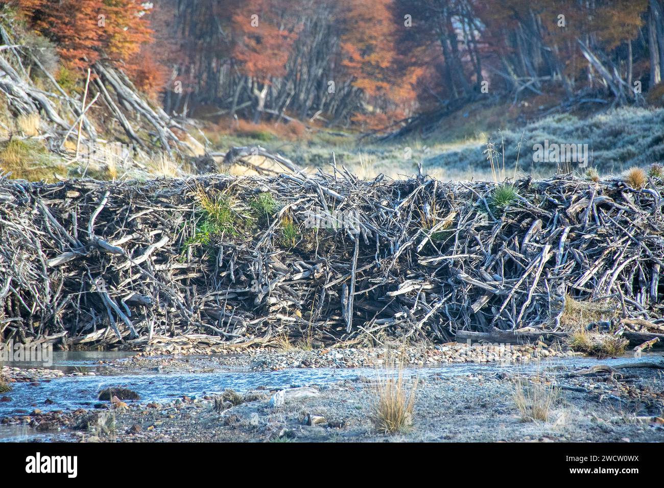 Casa dei castori vuota, sentiero della laguna esmeralda, terra del fuoco, argentina Foto Stock