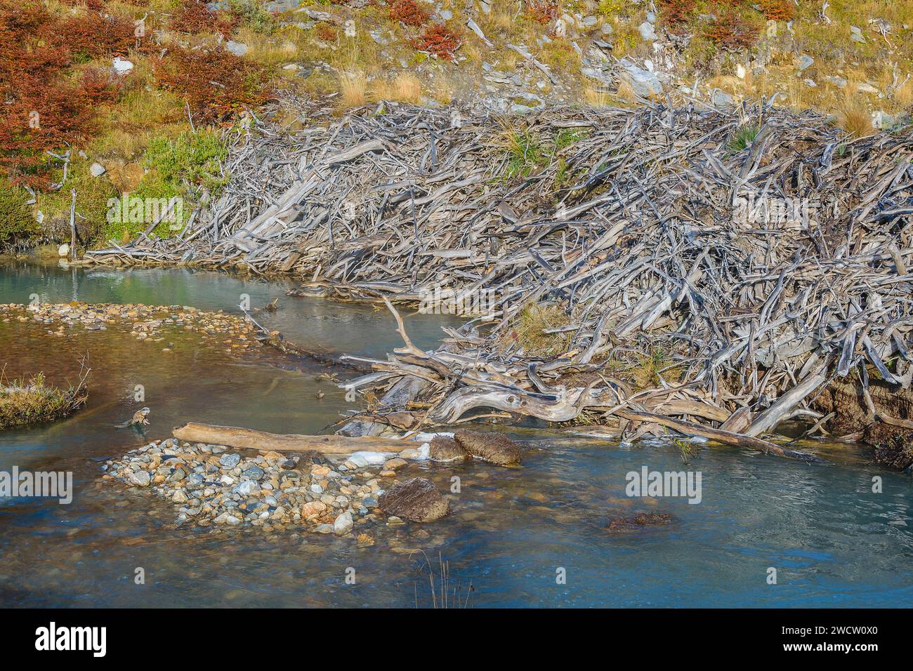 Casa dei castori vuota, sentiero della laguna esmeralda, terra del fuoco, argentina Foto Stock