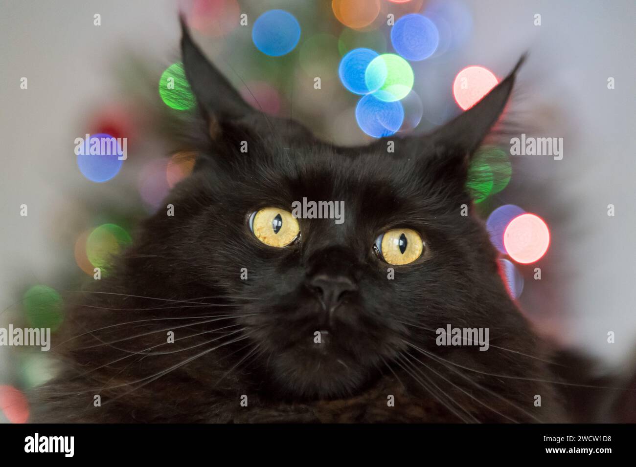 Black Maine Coon gatto e albero di Natale © Wojciech Strozyk / Alamy Stock foto Foto Stock