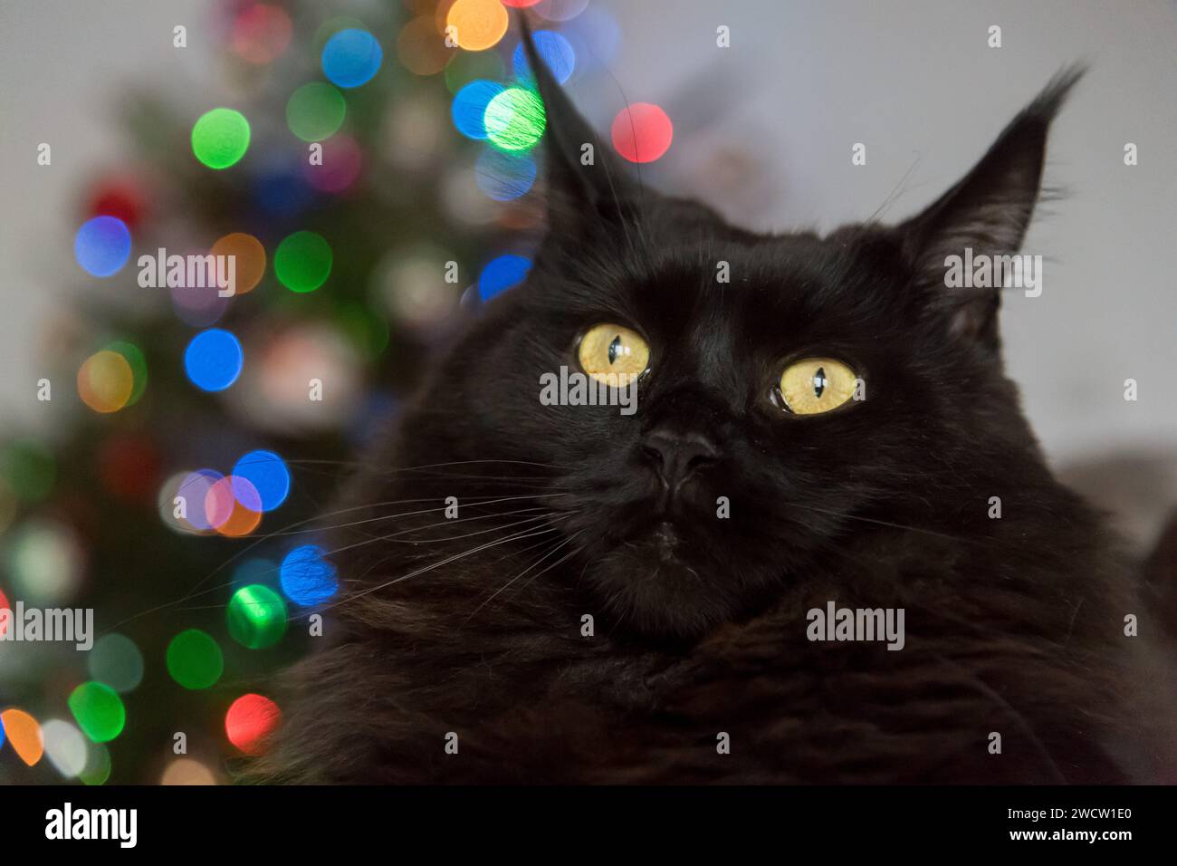 Black Maine Coon gatto e albero di Natale © Wojciech Strozyk / Alamy Stock foto Foto Stock