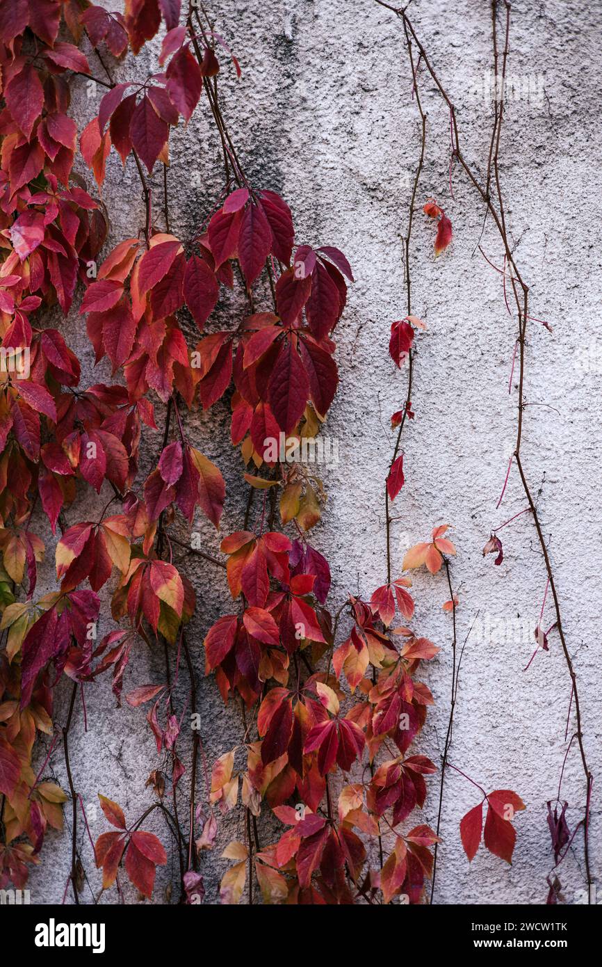 nascondere un muro malandato che necessita di riparazione dietro la vegetazione. le foglie di edera rossa si arricciano lungo una vecchia parete in cemento intonacato. Foto Stock