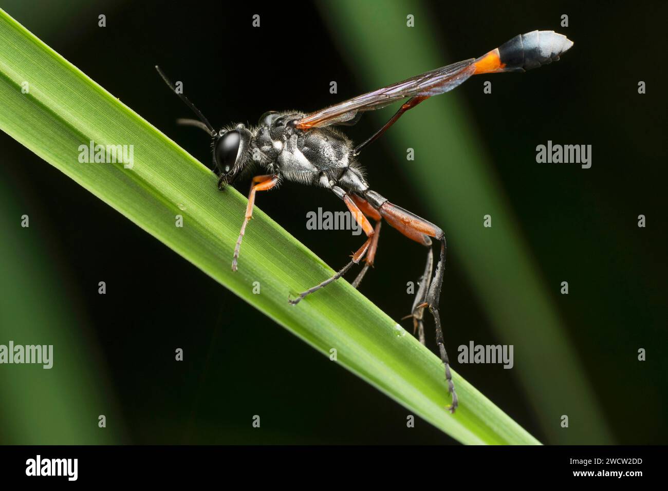 Vespa di sabbia con bande rosse, Ammophila sabulosa, Satara, Maharashtra, India Foto Stock