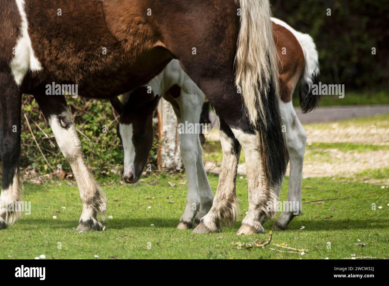 Pilley New Forest, New Forest Ponies e pony foal Foto Stock