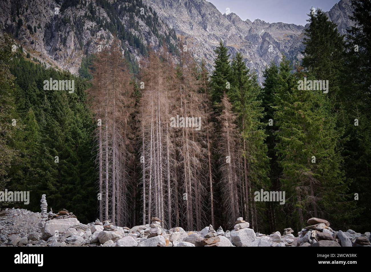 Gli alberi della foresta sulle montagne rocciose vicino al lago di Anterselva in alto Adige, Italia Foto Stock