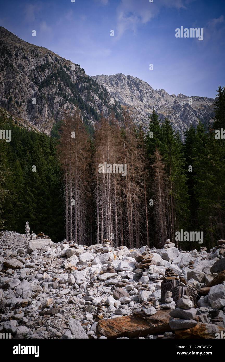 Gli alberi della foresta sulle montagne rocciose vicino al lago di Anterselva in alto Adige, Italia Foto Stock