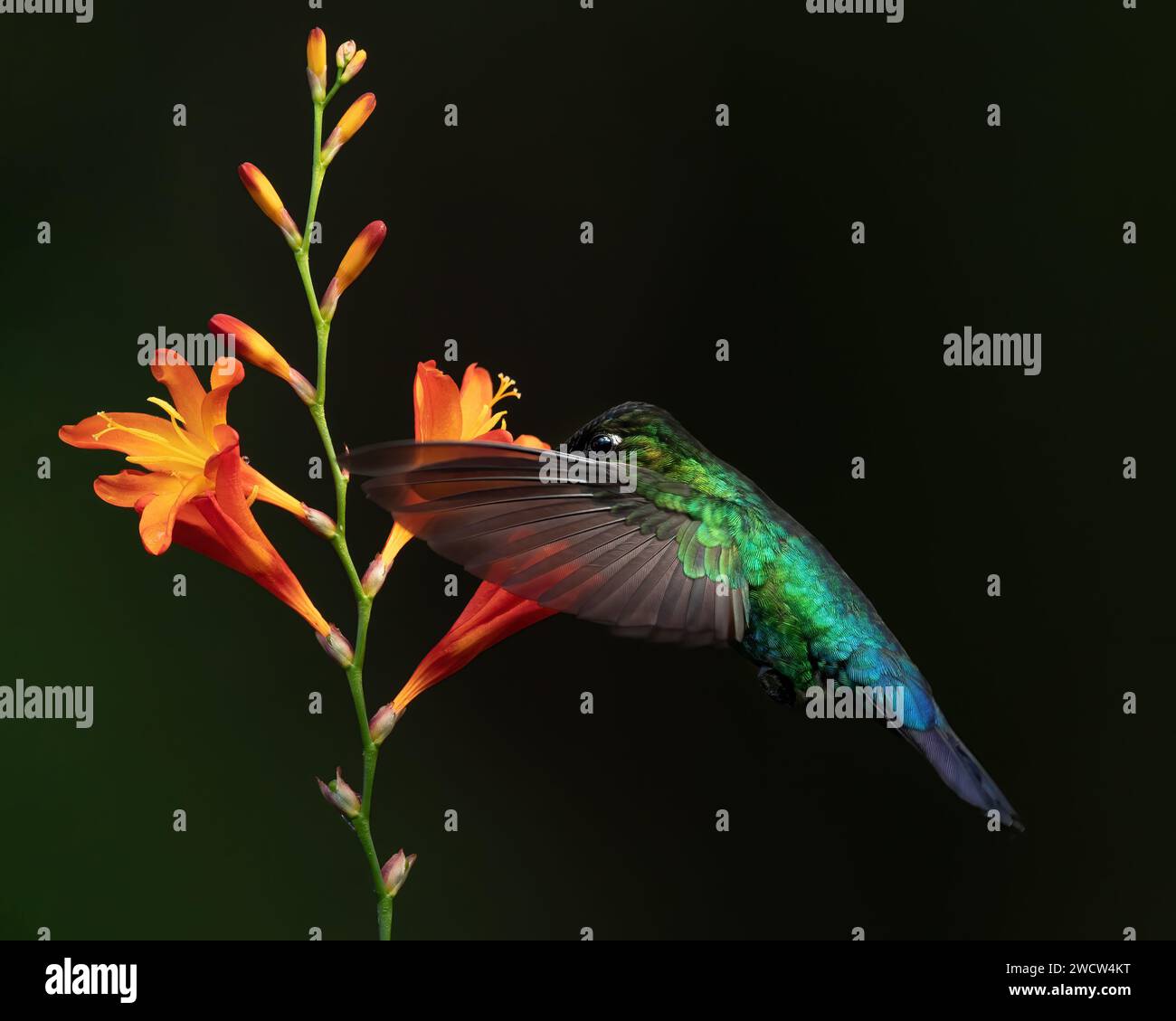 Hummingbird con gola di fuoco, Panterpe insignis, volando accanto a un bel fiore rosa, Savegre, Costa Rica. Uccello con fiore, nettare succhiante. Fauna selvatica fl Foto Stock