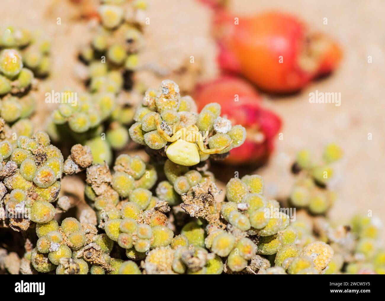 Succulenti Lithops Lichen Lüderitz piante del deserto della Namibia Foto Stock