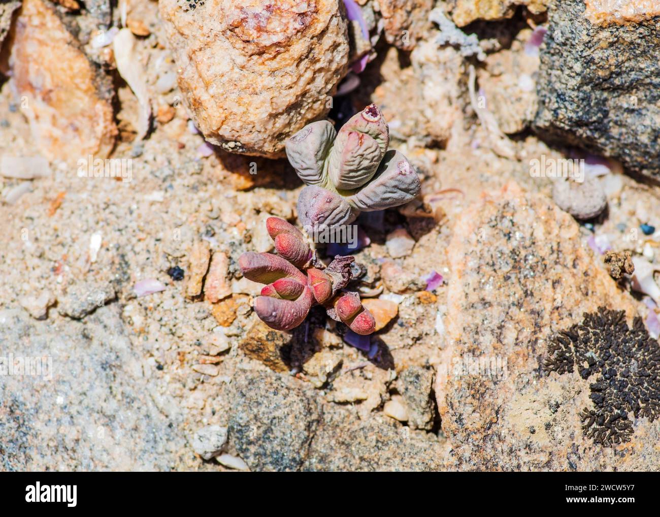 Succulenti Lithops Lichen Lüderitz piante del deserto della Namibia Foto Stock