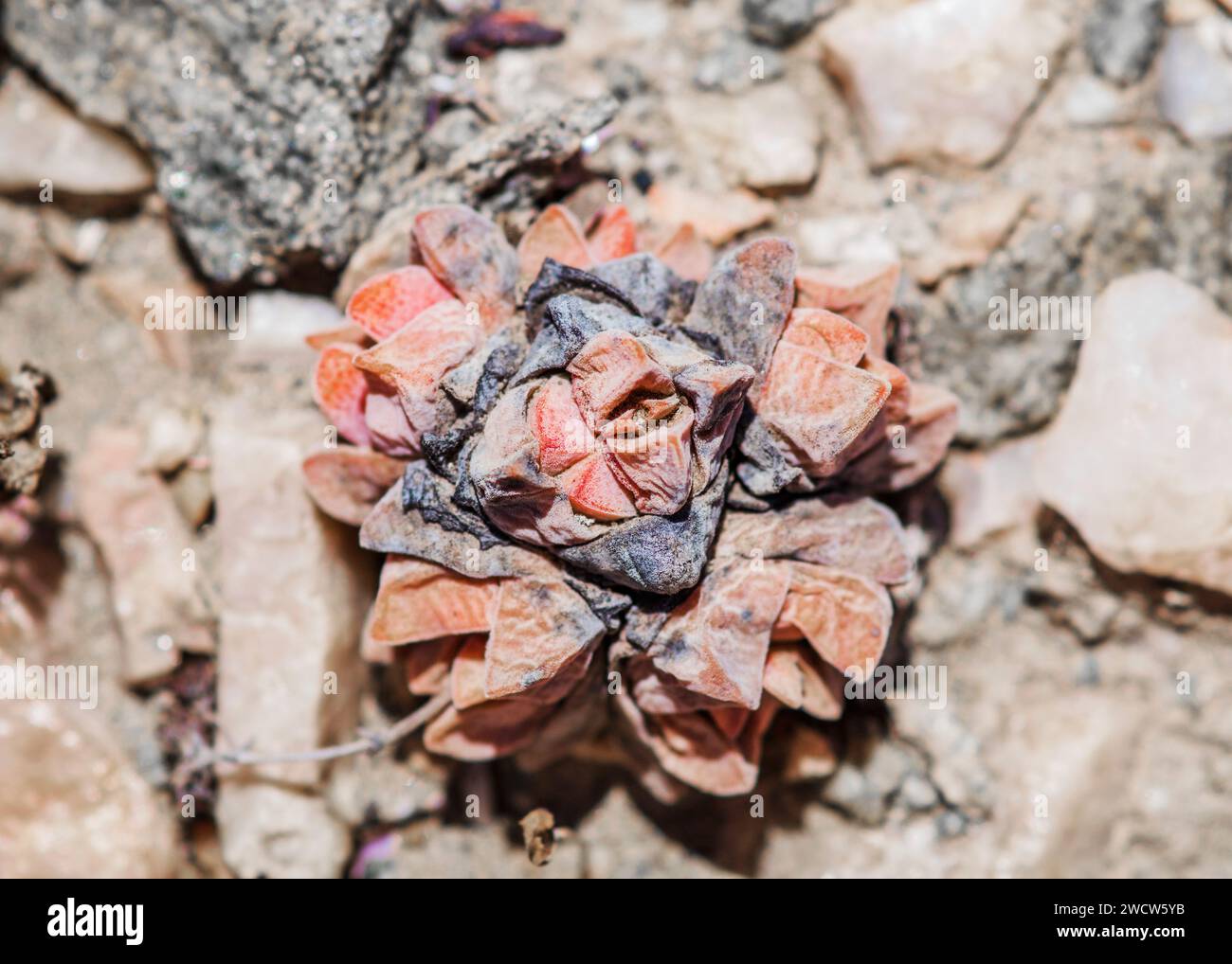 Succulenti Lithops Lichen Lüderitz piante del deserto della Namibia Foto Stock