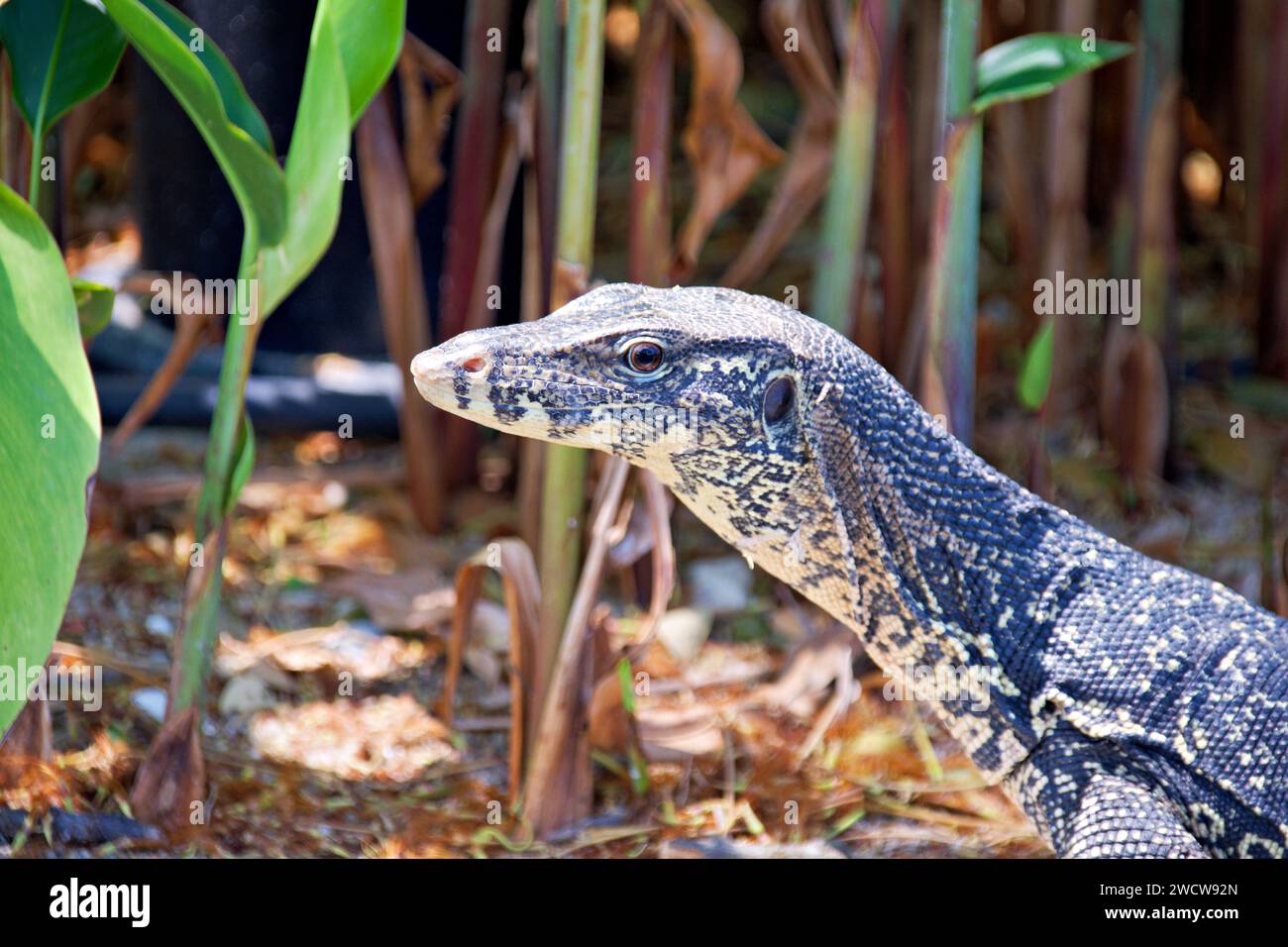 Le lucertole monitor sono lucertole del genere Varanus Foto Stock