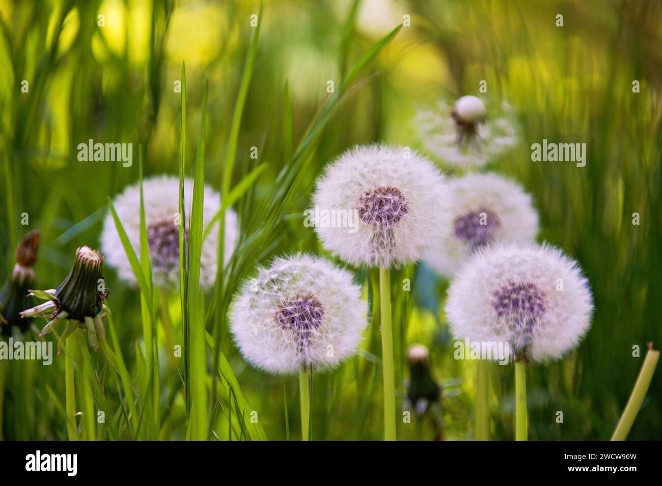 Dandelio con testa globulare di semi con ciuffi di pelo Foto Stock