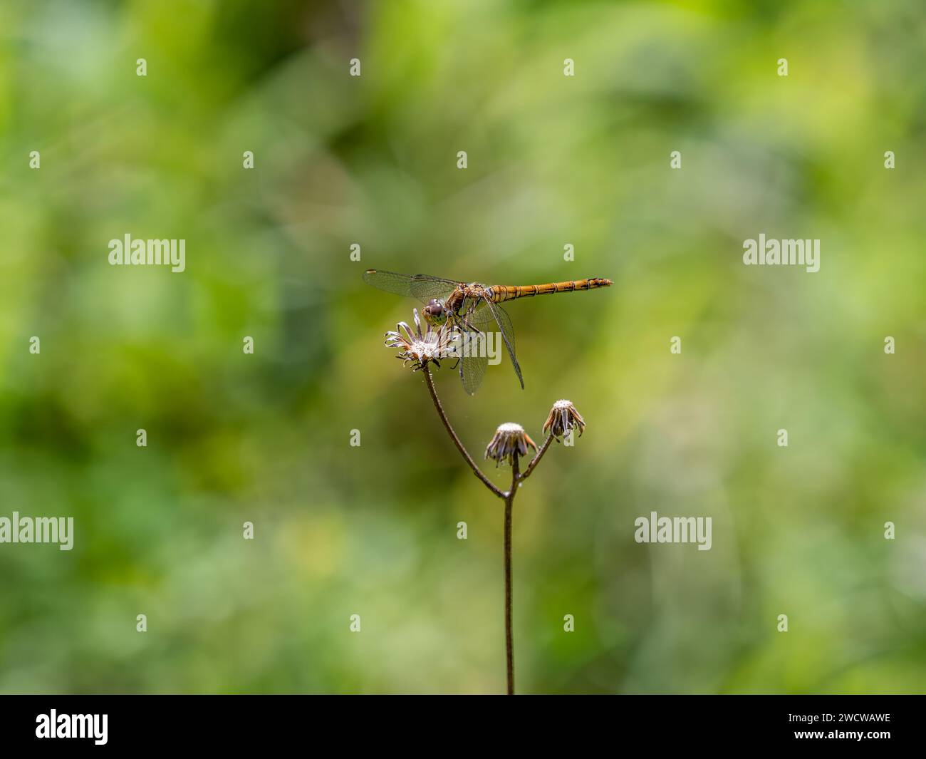 Common Darter Dragonfly che riposa su una pianta Foto Stock
