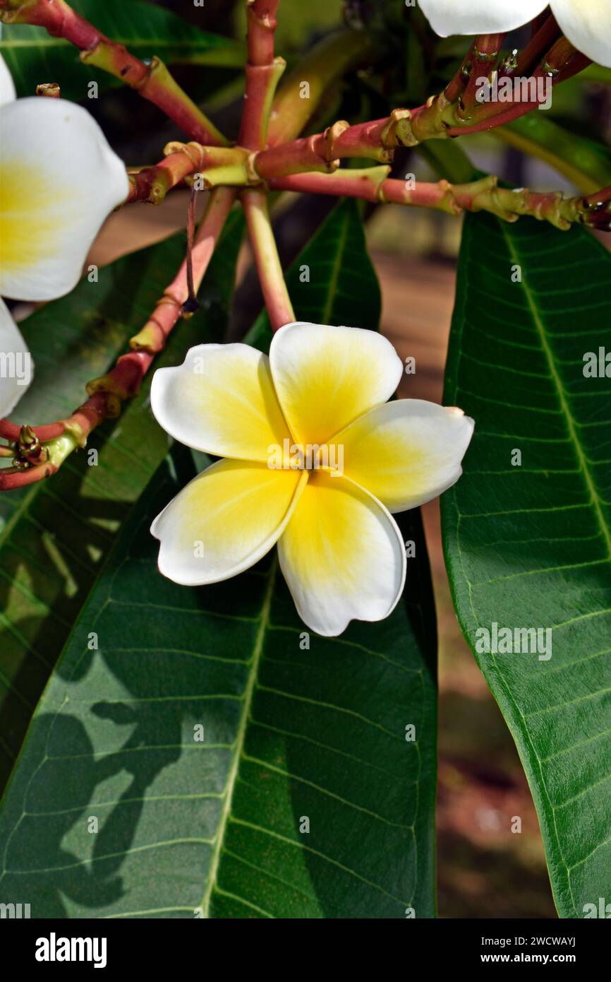 Fiori di frangipani bianchi e gialli (Plumeria obtusa) sul giardino tropicale Foto Stock