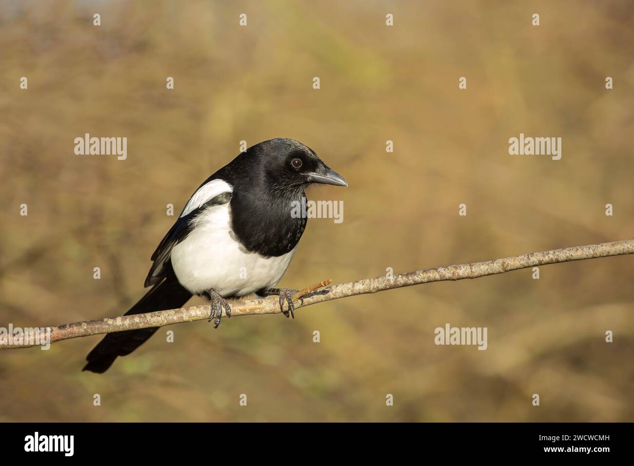 Vista frontale laterale di un uccello magpie selvaggio del Regno Unito (Pica pica) che si trova isolato su un singolo ramo in una giornata di sole. Foto Stock