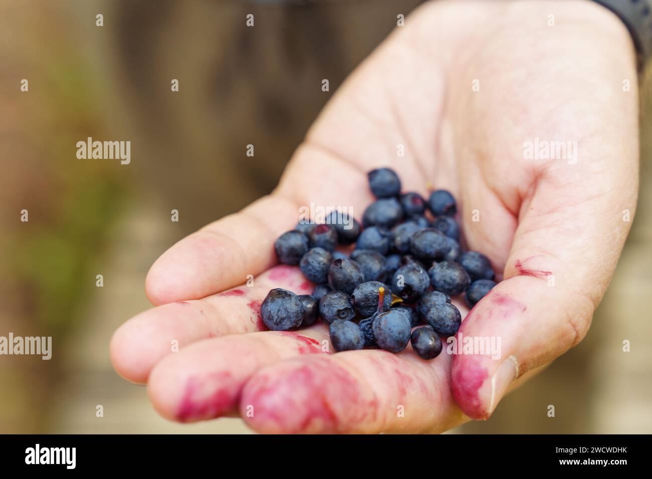 La mano di un uomo tiene le bacche di mirtilli selvatici appena raccolti nella foresta Foto Stock