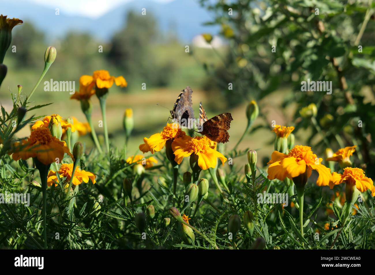 Le farfalle in legno macchiato su vivaci calendule Foto Stock