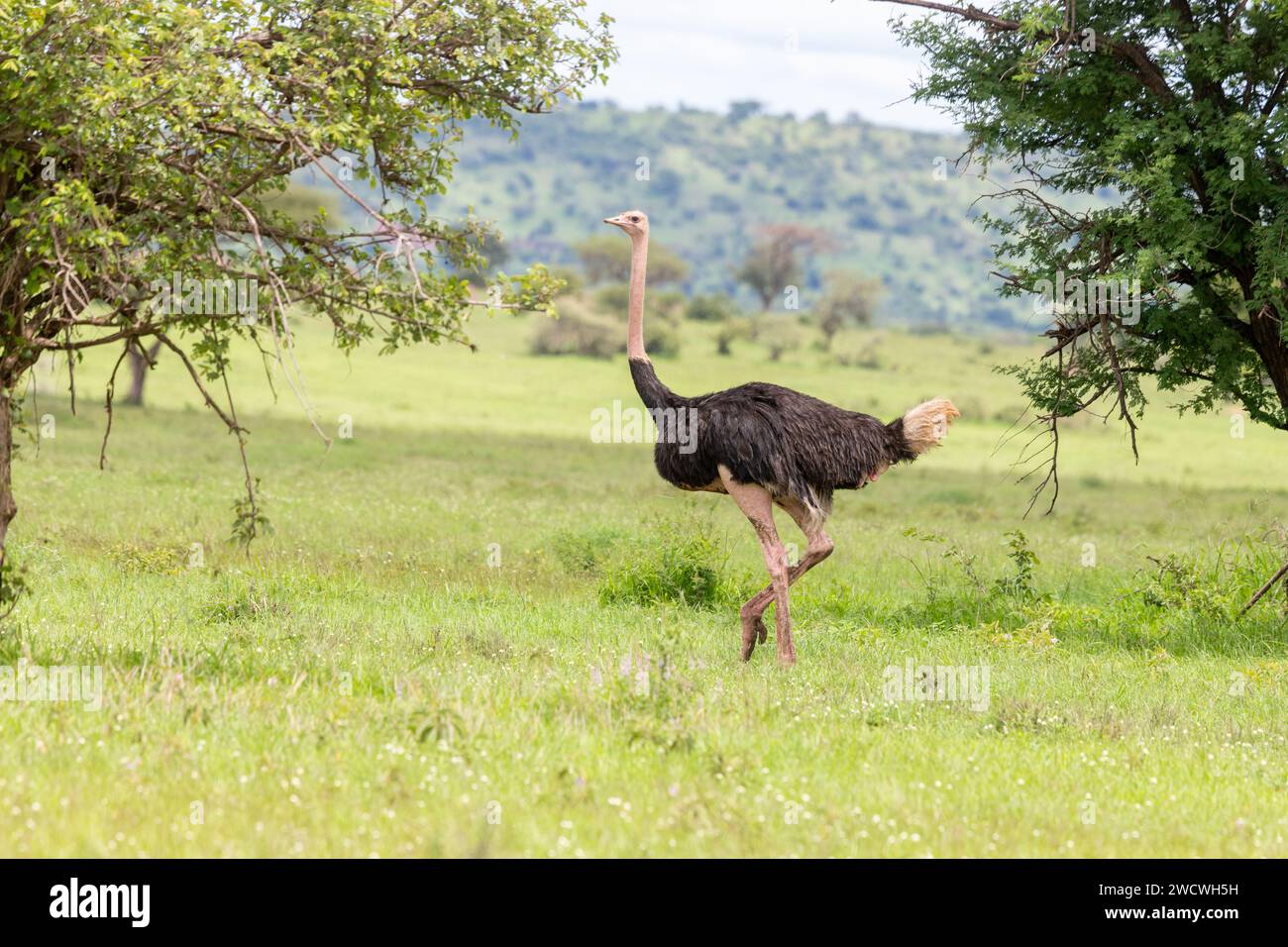 Struzzo (Struthio) maschio. Parco nazionale del Serengeti, Tanzania. Foto Stock