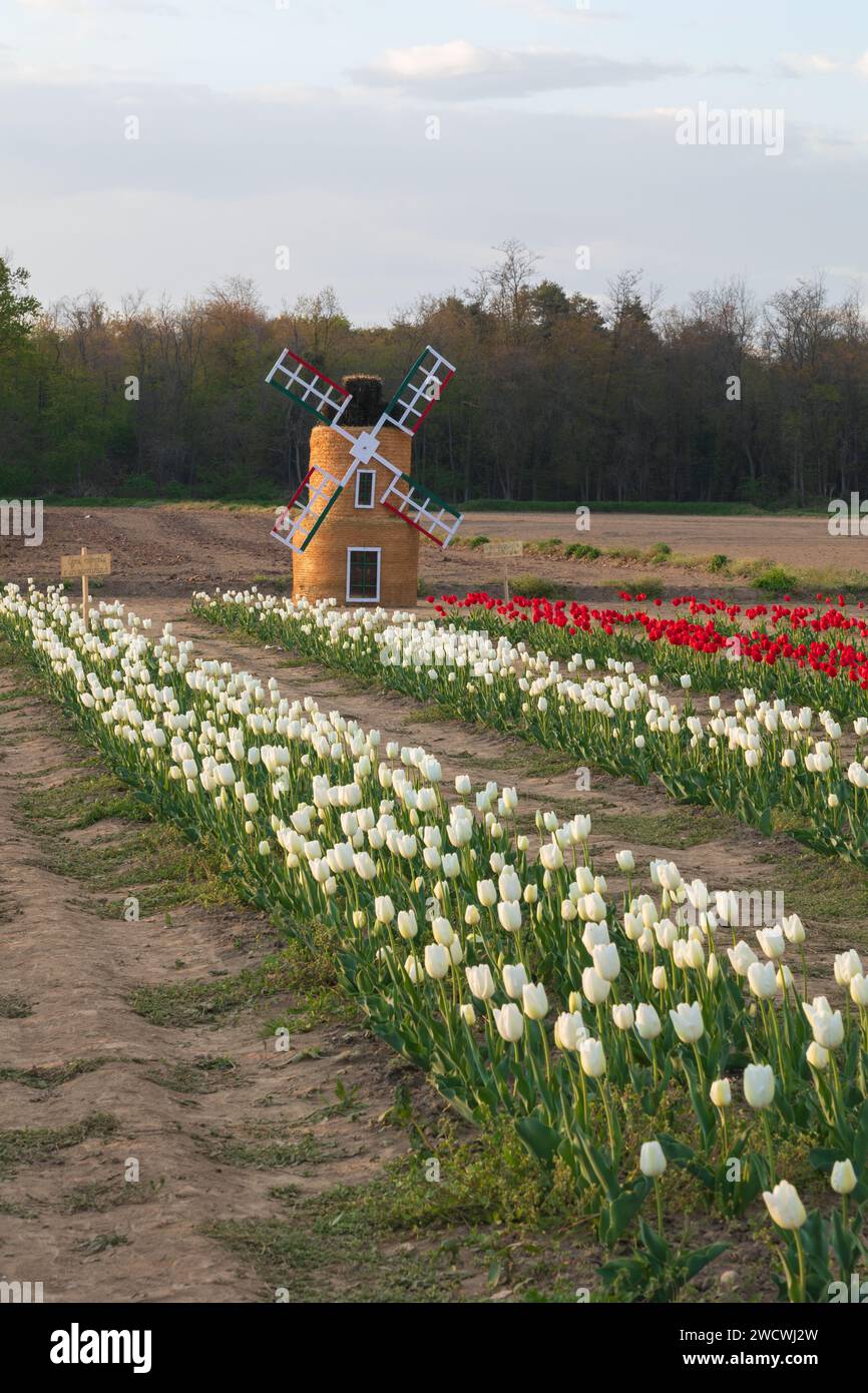 Campo di Tulipani con Mulino a vento sullo sfondo Foto Stock