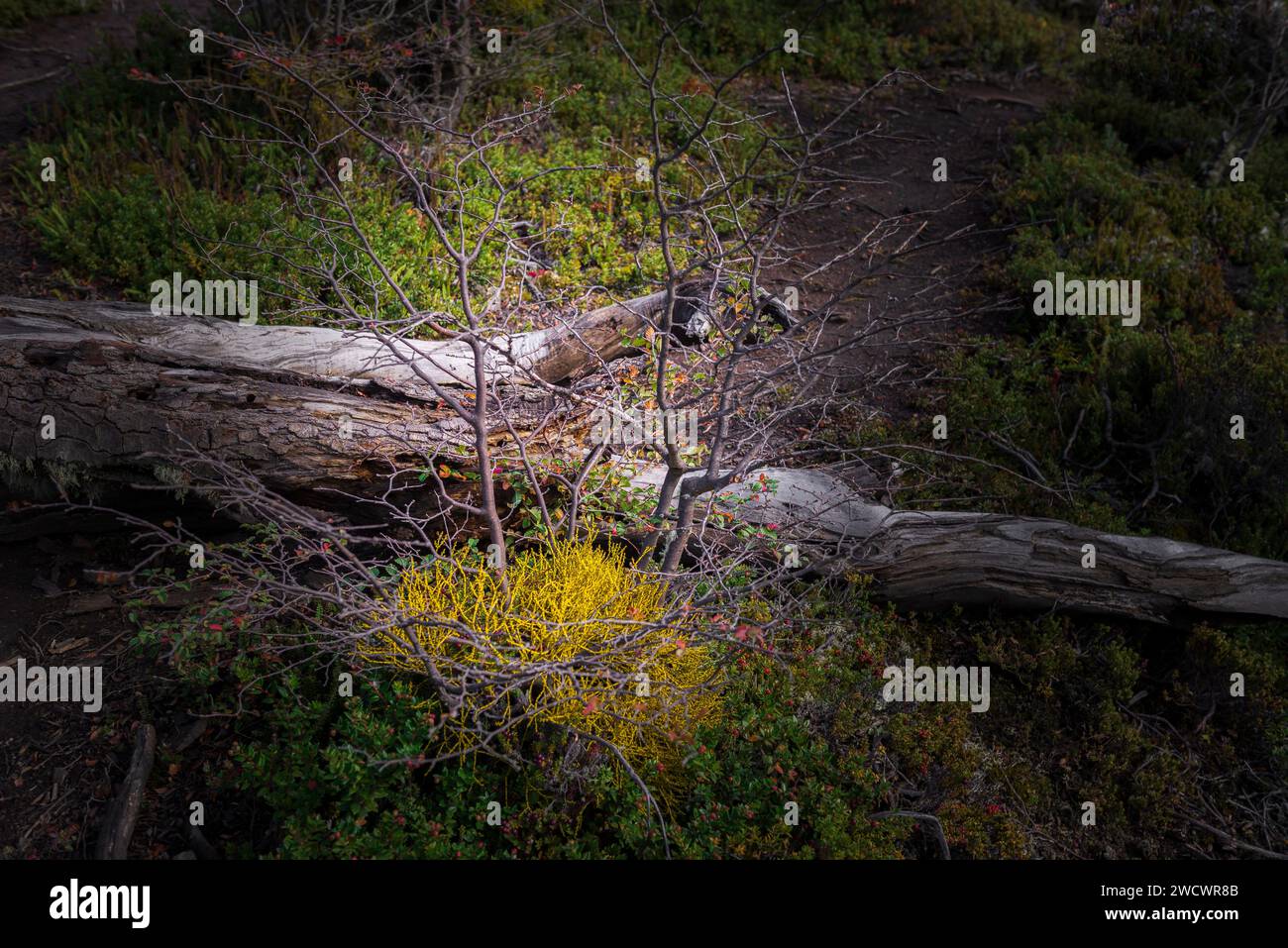 Tierra del Fuego National Park, Ushuaia, Argentina Foto Stock