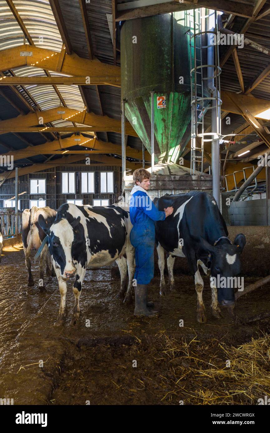 Francia, Indre et Loire, Sonzay, fattoria Gautraie, famiglia Kuipers, originario dei Paesi Bassi, si stabilì a Sonzay nel 1993. Lì allevano vacche da latte e trasformano parte del latte in burro e gelati Gouda con latte crudo. Foto Stock