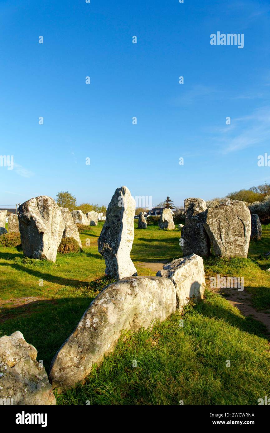 Francia, Morbihan, Erdeven, fila di megalitico pietre permanente di Kerzerho Foto Stock