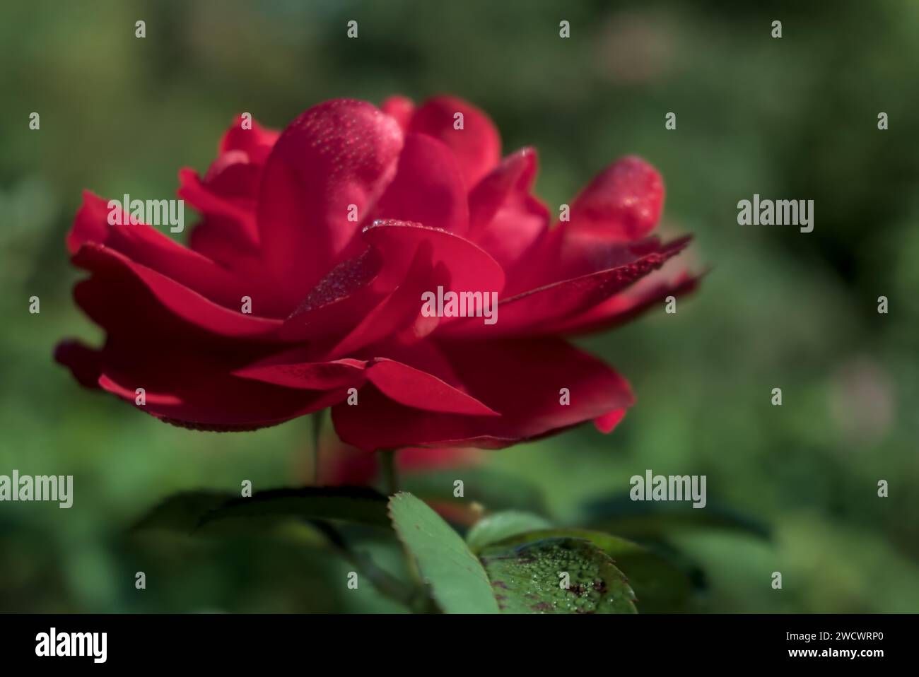 rosa rossa brillante e vivace con rugiada sui petali, primo piano con sfondo verde sfocato Foto Stock
