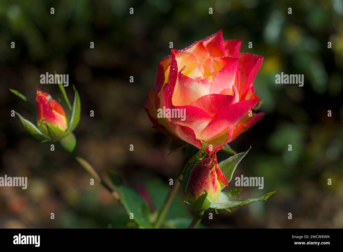 una splendida rosa con petali rossi e gialli e due boccioli di rosa, primo piano con sfondo verde sfocato Foto Stock