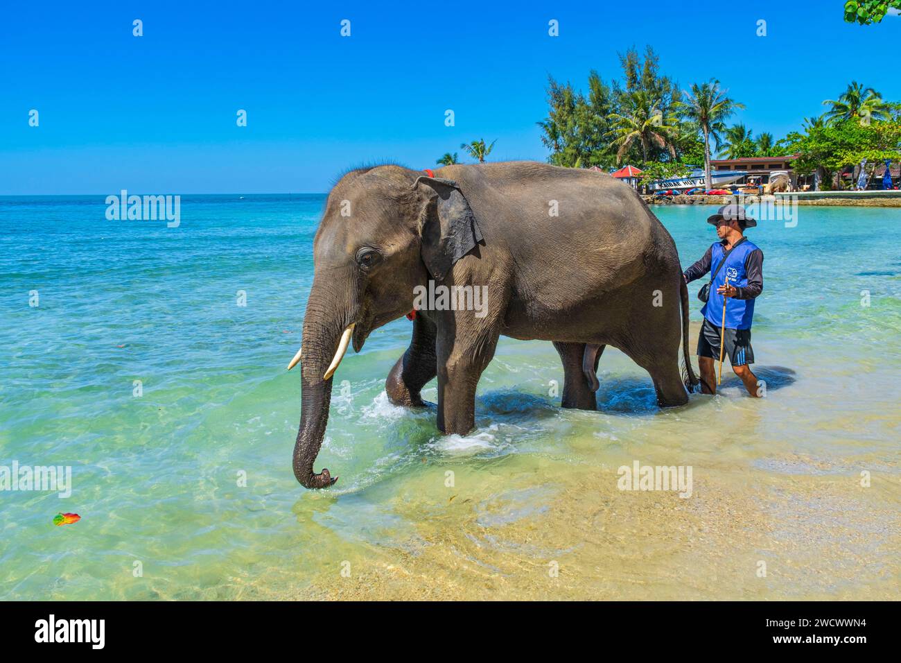 Thailandia, provincia di Trat, isola di Ko Chang, spiaggia di Kai Bae, mahout e il suo elefante Foto Stock