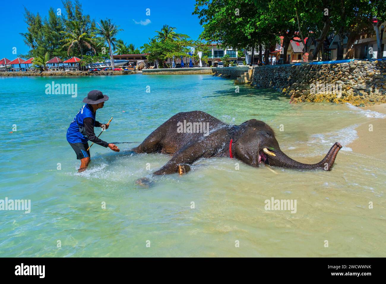 Thailandia, provincia di Trat, isola di Ko Chang, spiaggia di Kai Bae, mahout e il suo elefante Foto Stock