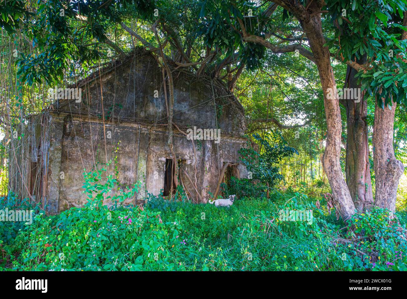 Thailandia, Chanthaburi, casa in rovina ricoperta di vegetazione Foto Stock