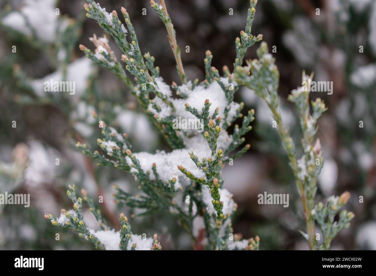 Rami di conifere ricoperti di neve. Juniper Bush sotto la neve, da vicino. Concetto di basse temperature. Inverno nella natura. Impianto Evergreen sotto la neve. Foto Stock