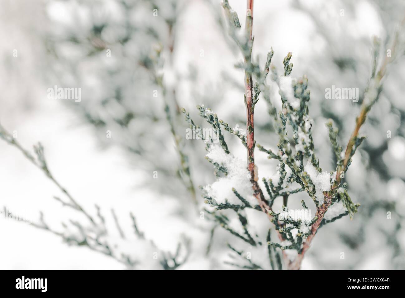 Rami di conifere ricoperti di neve. Juniper Bush sotto la neve, da vicino. Concetto di basse temperature. Inverno nella natura. Impianto Evergreen sotto la neve. Foto Stock