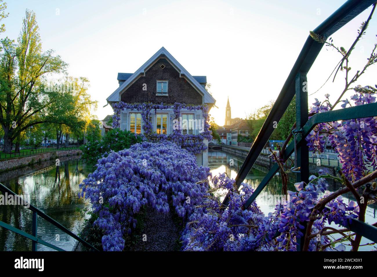 Francia, Bas Rhin, Strasburgo, città vecchia dichiarata Patrimonio dell'Umanità dall'UNESCO, il quartiere Petite France, glicine in fiore, il fiume Ill e la cattedrale di Notre Dame Foto Stock