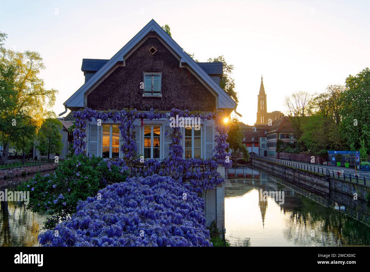Francia, Bas Rhin, Strasburgo, città vecchia dichiarata Patrimonio dell'Umanità dall'UNESCO, il quartiere Petite France, glicine in fiore, il fiume Ill e la cattedrale di Notre Dame Foto Stock