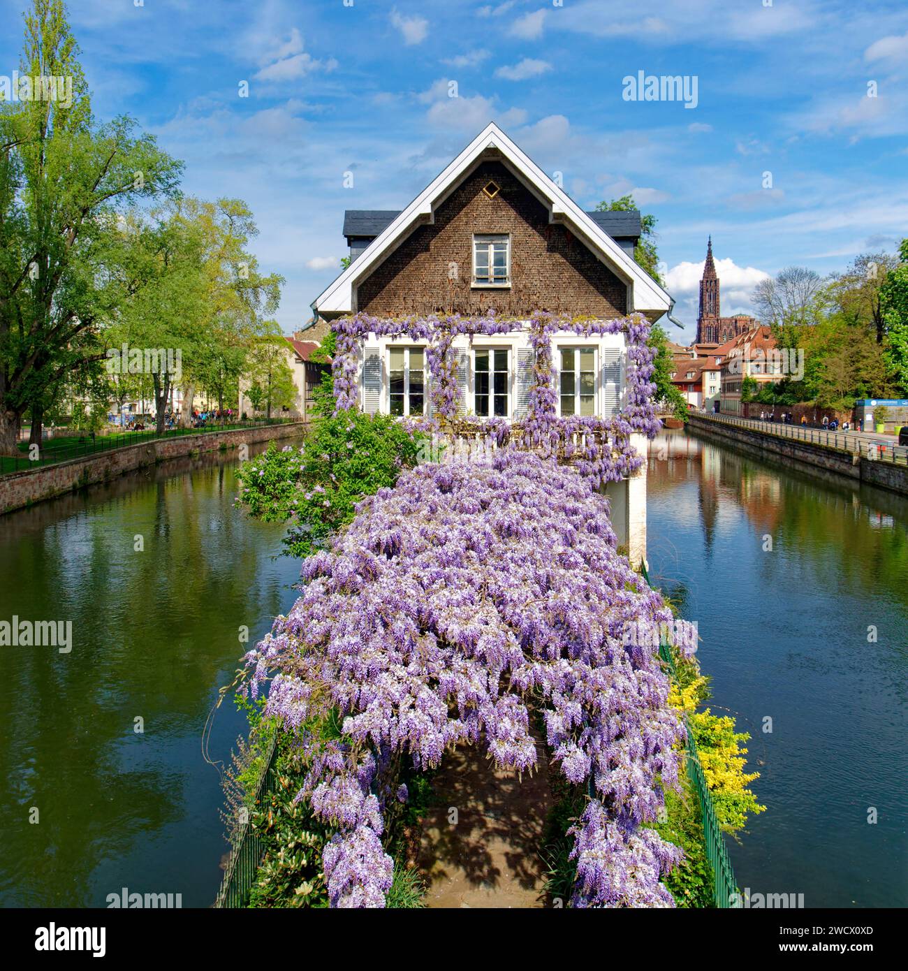 Francia, Bas Rhin, Strasburgo, città vecchia dichiarata Patrimonio dell'Umanità dall'UNESCO, il quartiere Petite France, glicine in fiore, il fiume Ill e la cattedrale di Notre Dame Foto Stock
