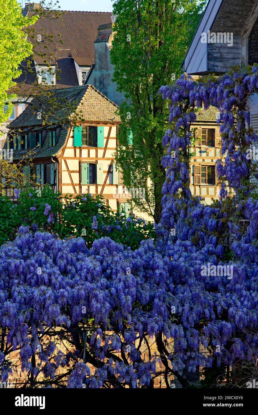 Francia, Bas Rhin, Strasburgo, città vecchia dichiarata Patrimonio Mondiale dall'UNESCO, il Distretto Petite France, glicine in fiore Foto Stock