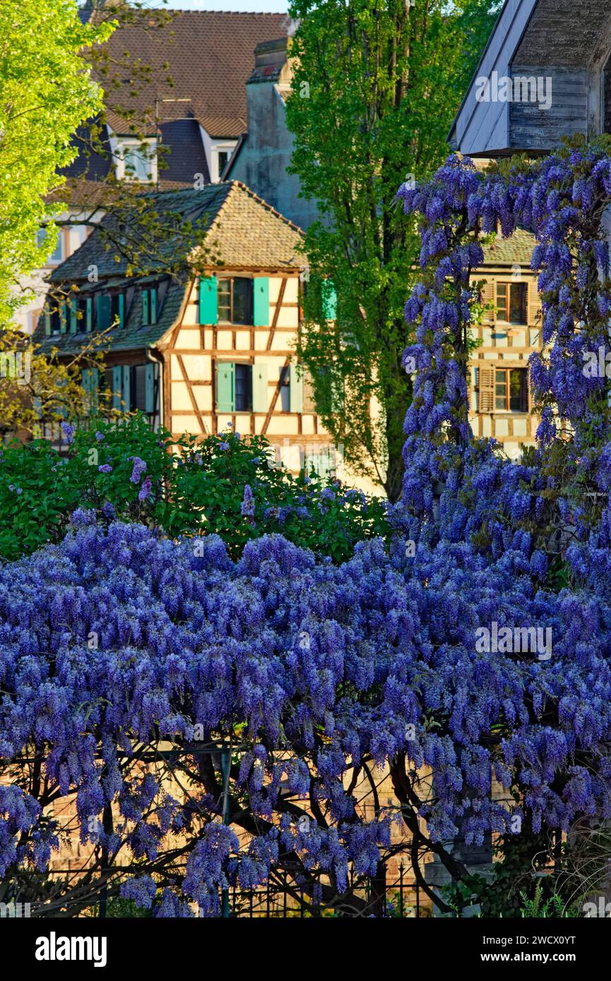 Francia, Bas Rhin, Strasburgo, città vecchia dichiarata Patrimonio Mondiale dall'UNESCO, il Distretto Petite France, glicine in fiore Foto Stock