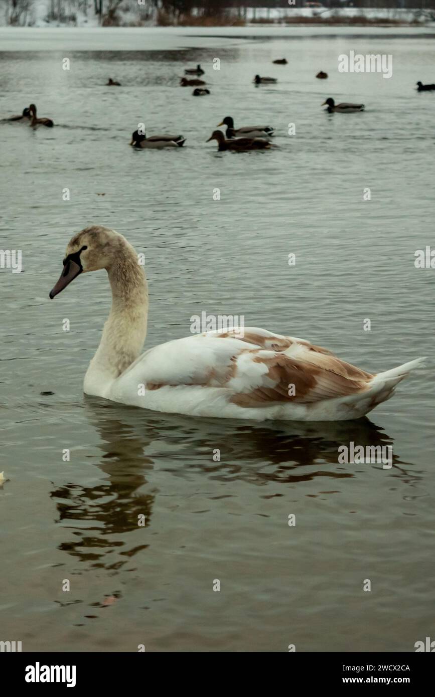 I cigni riposano sul lago in una giornata invernale Foto Stock