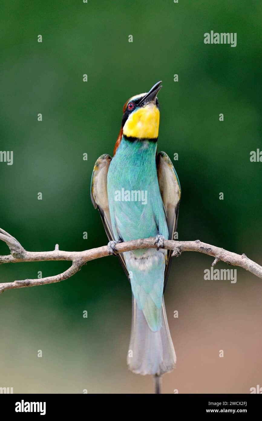 Francia, Doubs, fauna selvatica, uccello, mangiatore europeo di api (Merops apiaster), libellula Foto Stock