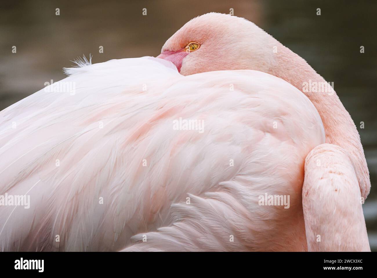 Francia, Bocche del Rodano, Stes Maries de la Mer, grande fenicottero nel parco ornitologico Pont de Gau Foto Stock