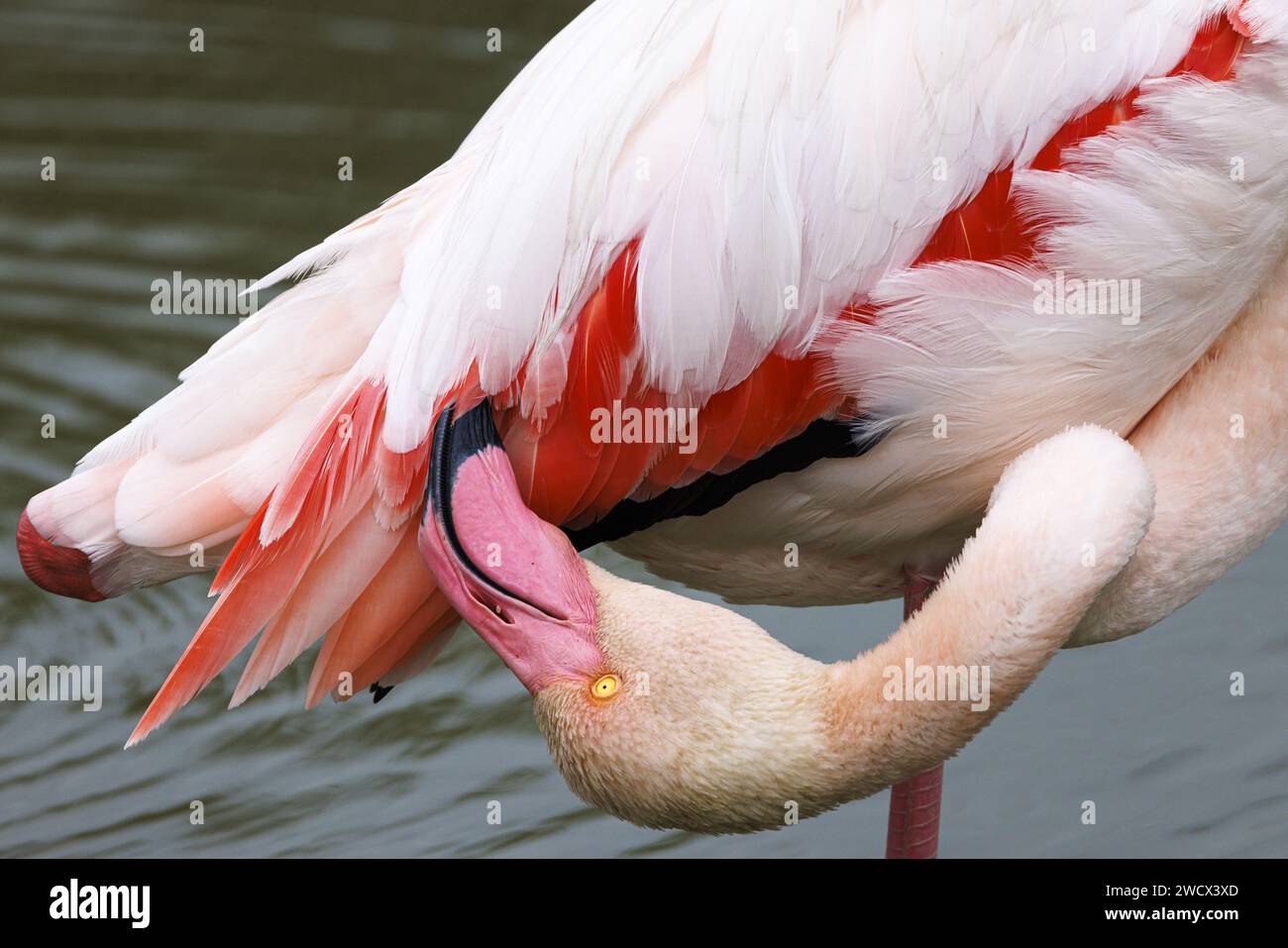 Francia, Bocche del Rodano, Stes Maries de la Mer, grande fenicottero nel parco ornitologico Pont de Gau Foto Stock