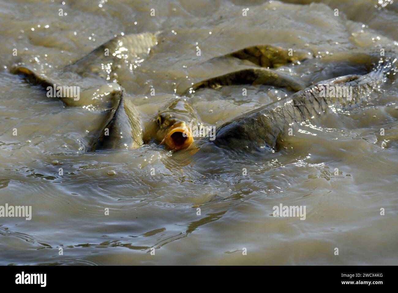 Francia, Doubs, fauna selvatica, pesci, carpe comuni (Cyprinus carpio) Foto Stock