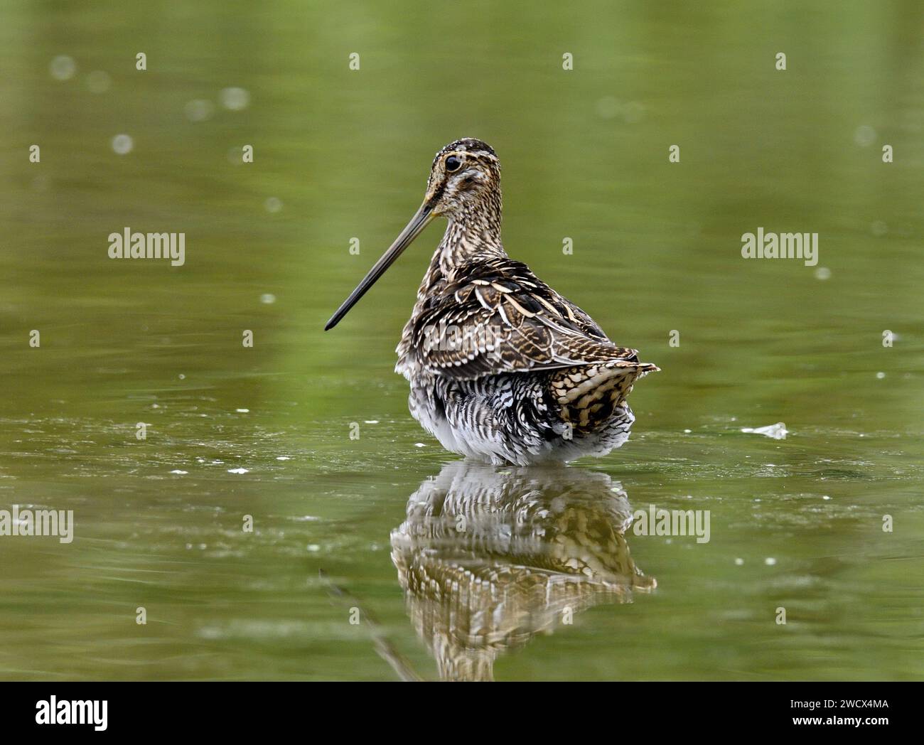 Francia, Doubs, fauna selvatica, uccelli, shorebird, Snipe palustre (Gallinago gallinago faeroeensis) Foto Stock