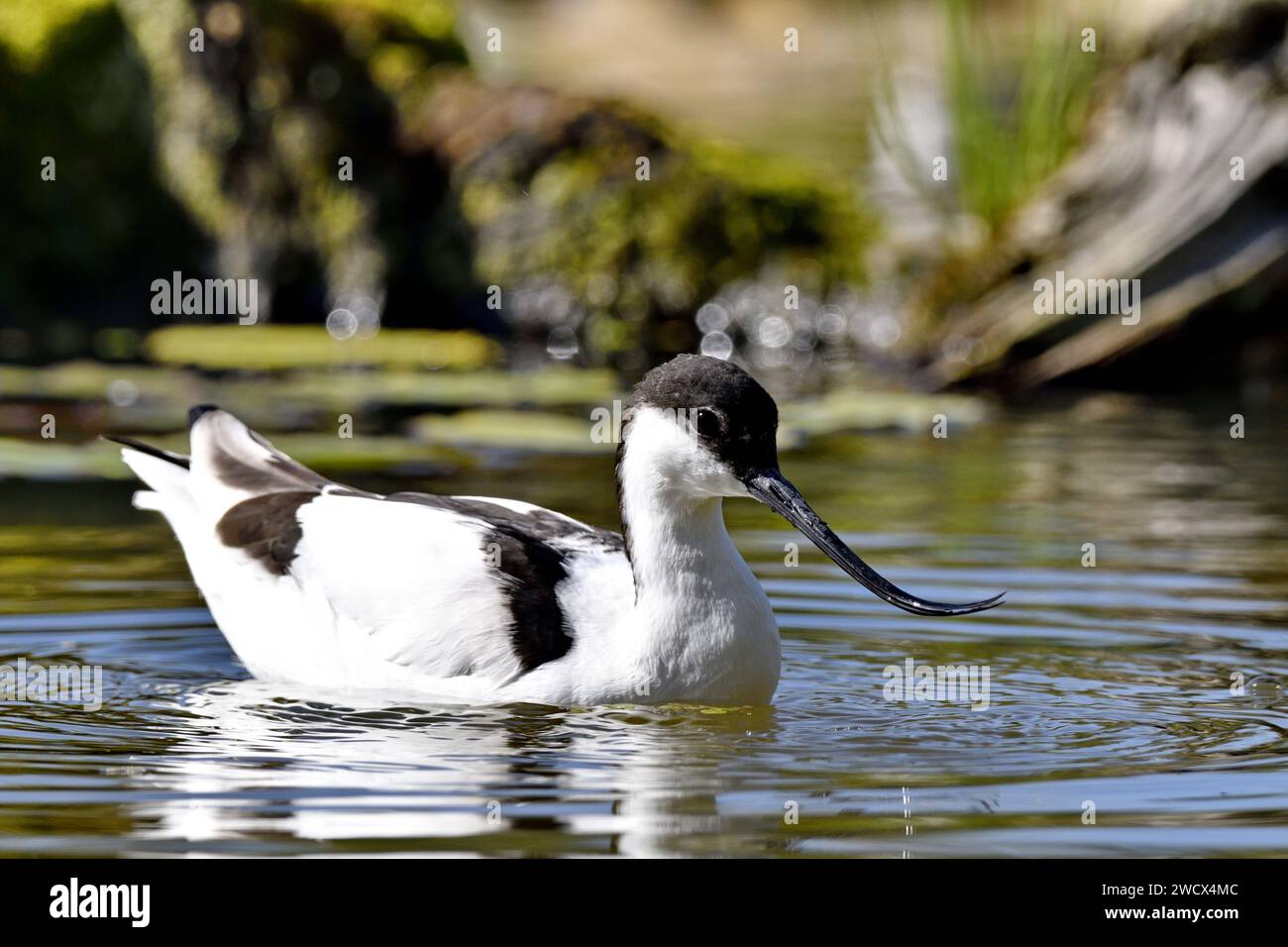 Francia, Doubs, fauna selvatica, uccelli, Pied Avocet (Recurvirostra avosetta) Foto Stock