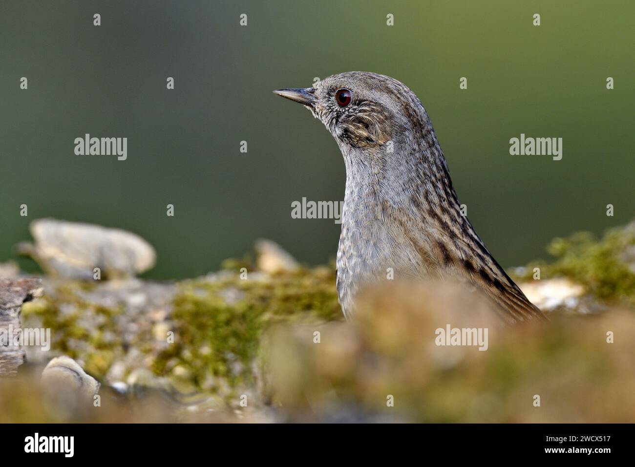 Francia, Doubs, fauna selvatica, uccello, venature (Prunella modularis) Foto Stock